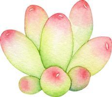 Watercolor succulent